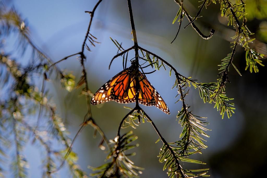 mariposa