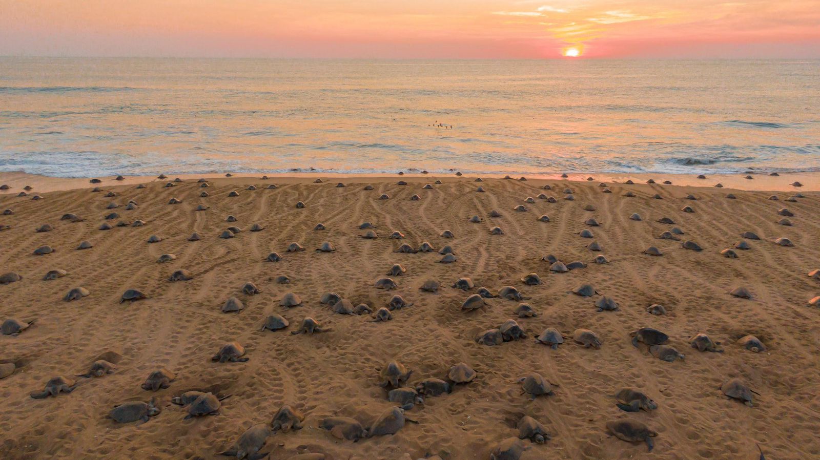 torugasmarins2