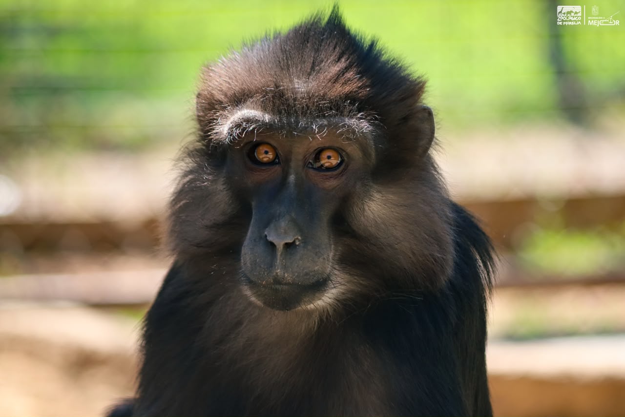 primate2