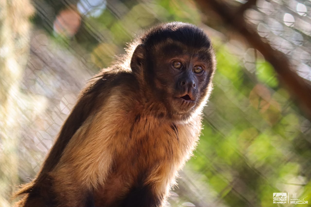 primate3