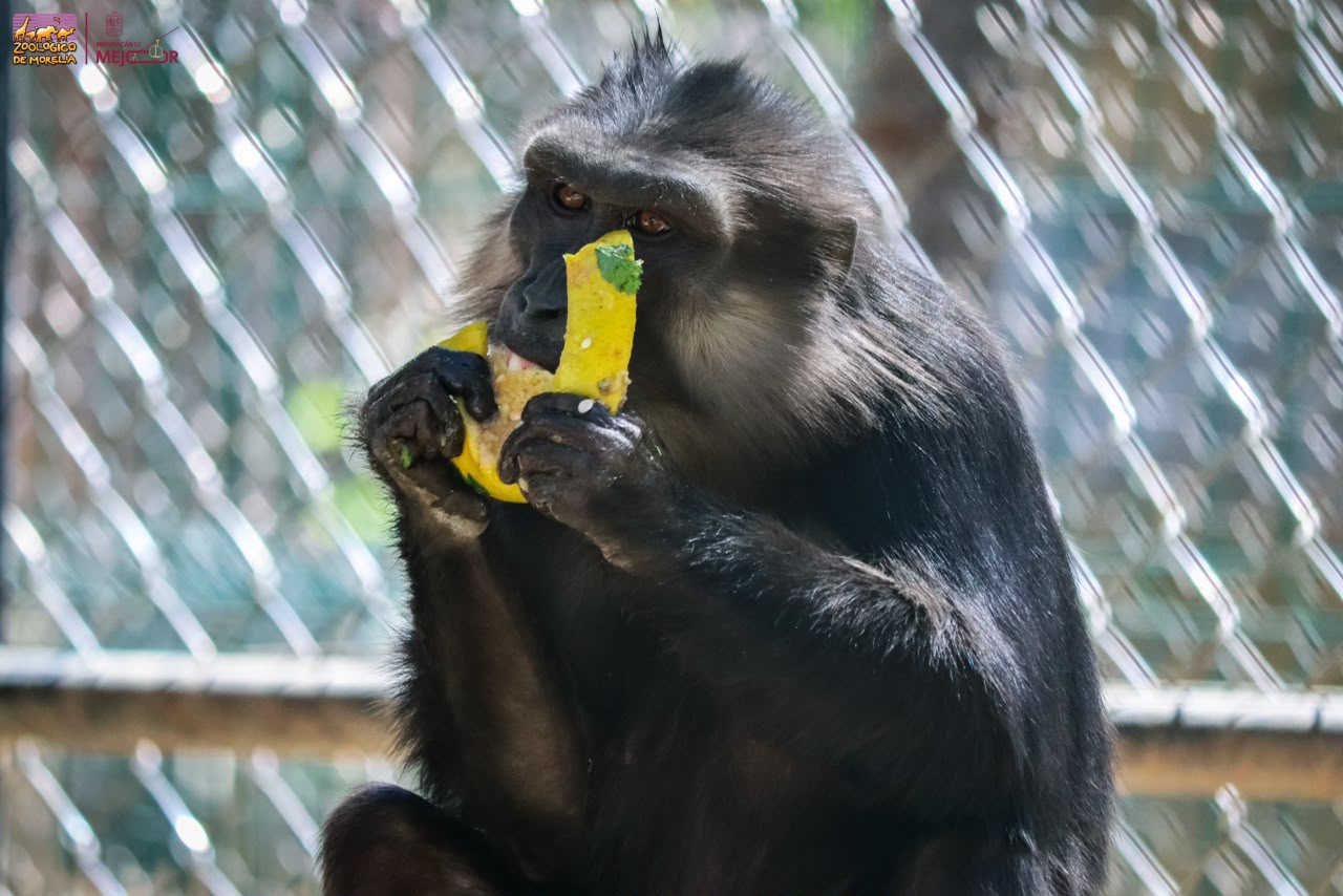 primate 1