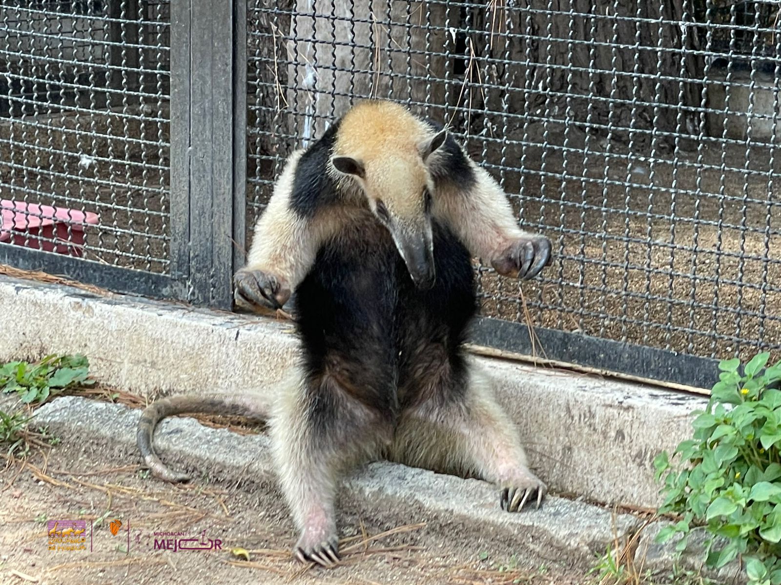 tamandu2