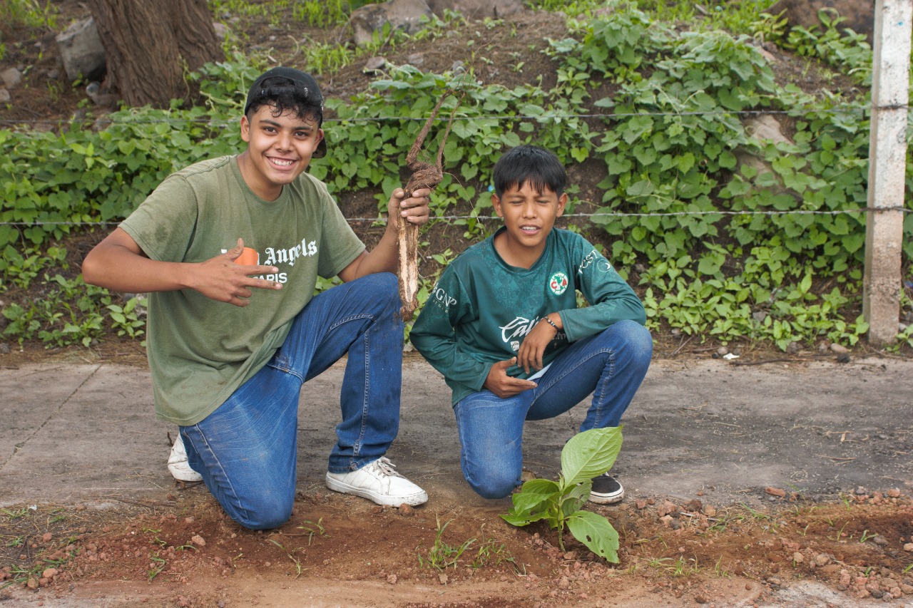 reforestaci4